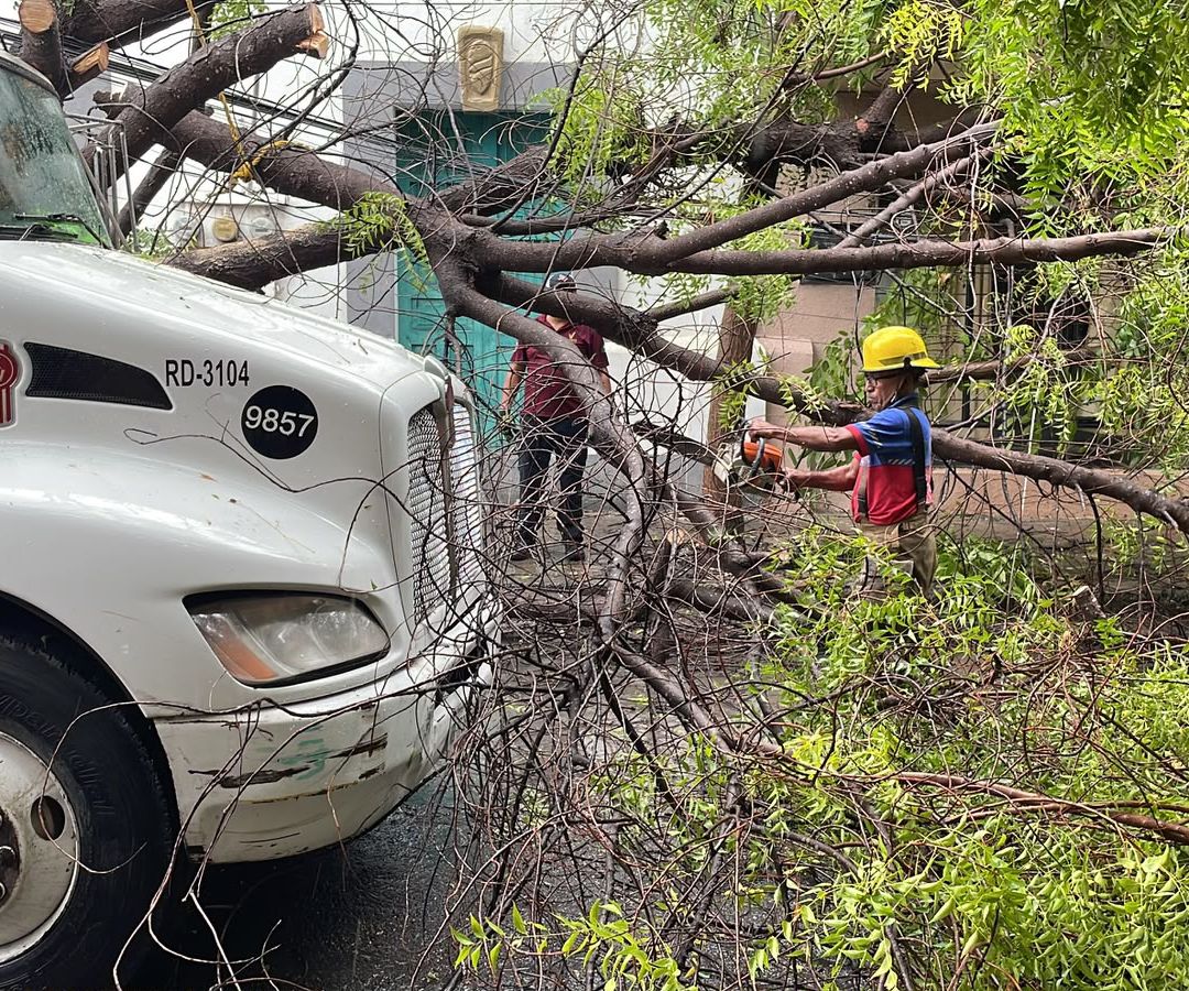 Árbol de Gran Tamaño Cae Sobre Camión y Obstruye Calle en Ciudad Victoria